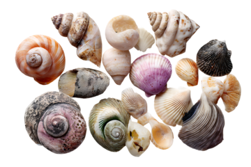 Assorted Colorful Sea Shells on White Background for Nature Lovers