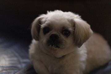 Cute little fluffy dog with questioning eyes