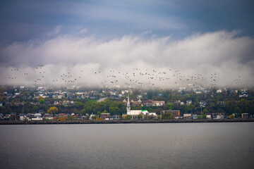 Flock of birds over waterfront neighborhood with church steeple