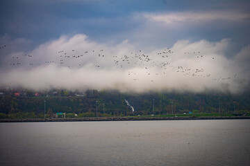 Flock of birds flying over misty hillside with waterfall and waterfront road