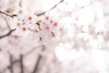 Obraz premium 満開の桜と桜の花のクローズアップ