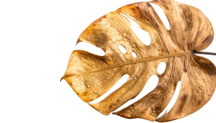 Close-up of a decaying, golden-brown Monstera leaf with water droplets against black