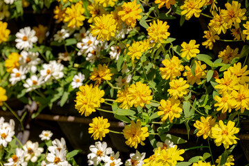 Selective focus of yellow and white flowers in the garden, The narrowleaf zinnia is a herbaceous...