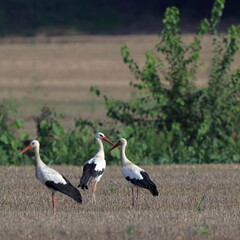 cicogne in campagna