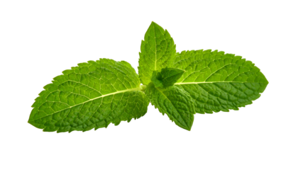 Close-up of vibrant green mint sprig against a solid black background