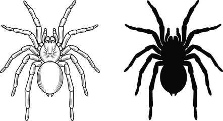 Tarantula Spider Vector Set with Detailed Line Art and Solid Black Silhouette Icons
