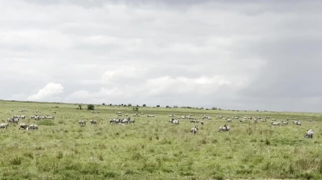 A zebra running across the Masai Mara plains, capturing speed, energy, and the raw freedom of wildlife in Africa.