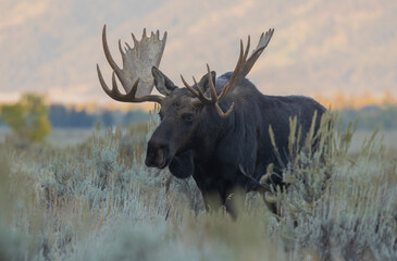 Bull Moose during the Rut in Grand Teton National Park Wyoming in Autumn