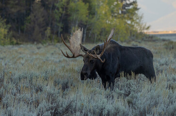 Bull Moose during the Rut in Grand Teton National Park Wyoming in Autumn