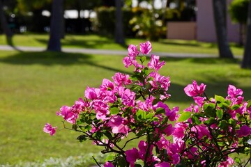 ピンクのブーゲンビリアの咲く芝生の庭　オクマプライベートビーチ