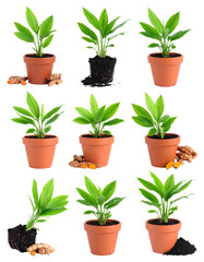 Obraz premium Collection of Potted Turmeric Plants with Green Leaves and Roots Displayed on a Transparent Background