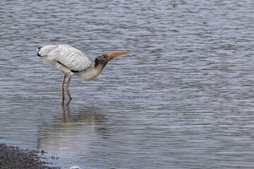 Woodstock drinking water