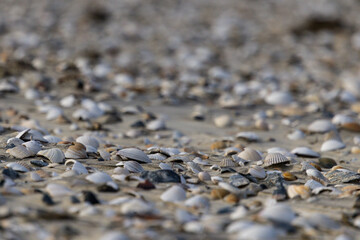 Seashells littering the sand