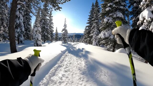 POV shot of person cross country skiing on snowy track in pine forest under blue sky. Active winter sport and recreation concept for travel videos.