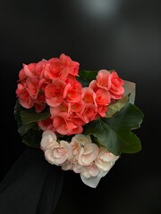 double pink blooming begonia plant