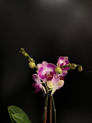 orchid on black background