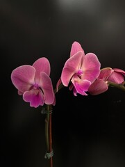 orchid on black background