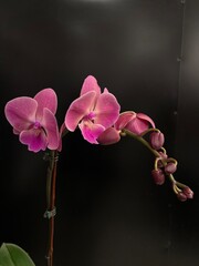 orchid on black background