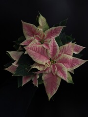 variegated pink poinsettia plant isolated real