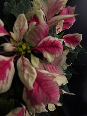 variegated pink poinsettia plant isolated real