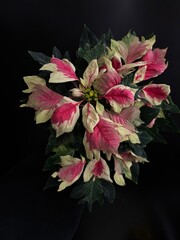variegated pink poinsettia plant isolated real