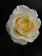creamy white rose on black background