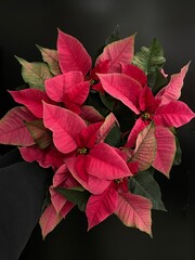 pink poinsettia plant isolated real