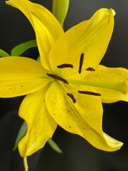 yellow flower on black background