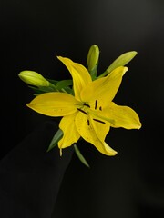 yellow lily flower on black background