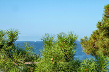 Lush green pine trees frame a scenic view of the blue Mediterranean sea under a clear sky. Serene...