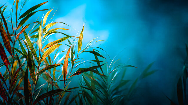 Bambou, herbes sauvages