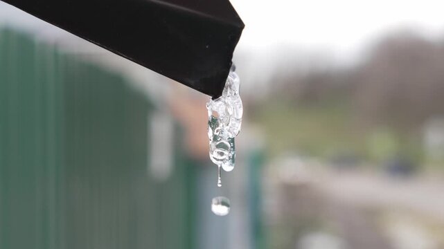 drops fall from an icicle on a drainpipe