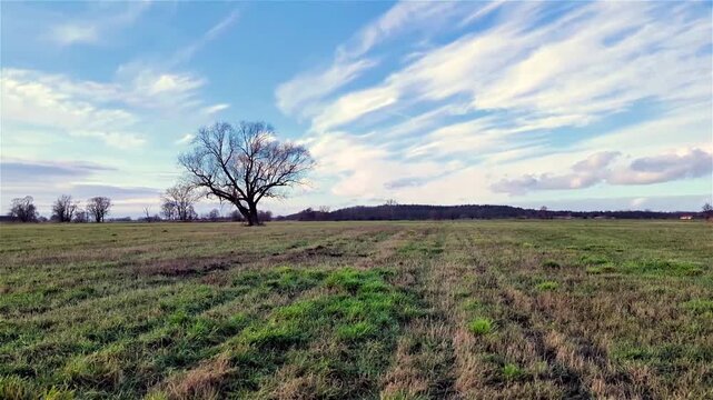 Baum auf Feld