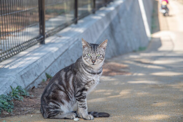 公園にいた凛々しい顔をした猫　ネコ