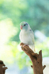 Portrait of a cute blue and white pastel Forpus bird perched on a wooden branch with beautiful green nature bokeh background