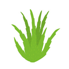 Green aloe vera plant illustration. Herbal plant. Aloe vera flat design. Aloe vera plant vector. Aloe vera skincare