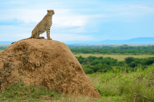 Cheetah on a termite mound hill