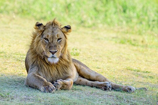 male lion seating in the grass