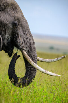 Elephant's close up vertical