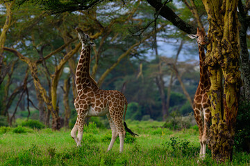 giraffe reaching the tree for eating leaves.