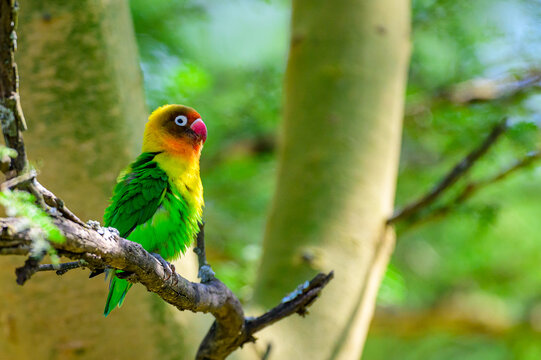 Love Bird on a tree shot in Kenya Nakuru National Park