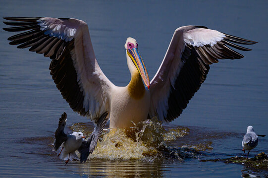 Pelican landing in Nakuru lake.