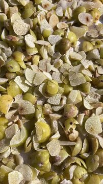 Sun-dried organic Indian Gooseberry (Amla) pieces for herbal medicine and health supplement