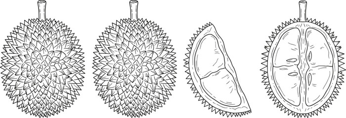 Detailed Outline Vector Icon Set Featuring Whole and Halved Durian Fruit with Sharp Spines for Exotic Grocery Branding
