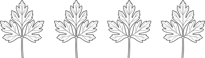 Fototapeta premium Detailed Outline Vector Icon Set Featuring Fresh Parsley or Cilantro Leaves for Culinary Garnish and Botanical Retail Branding