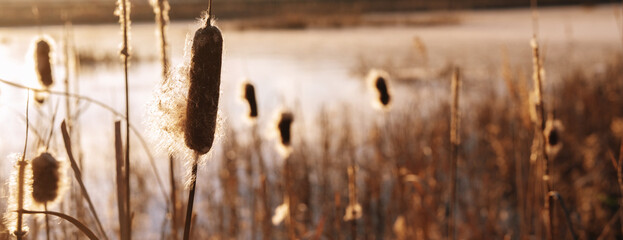 Winter landscape with a frozen lake or pond and reeds on shore. Atmospheric background with natural sunlight.