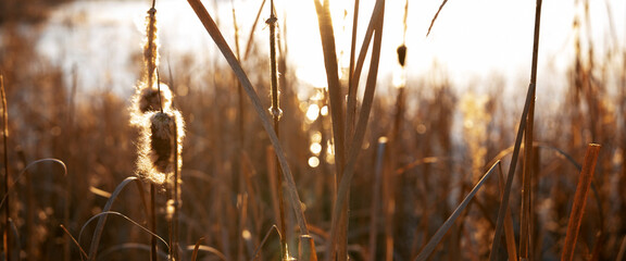 Winter landscape with a frozen lake or pond and reeds on shore. Atmospheric background with natural sunlight.