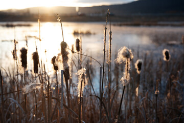 Winter landscape with a frozen lake or pond and reeds on shore. Atmospheric background with natural sunlight.