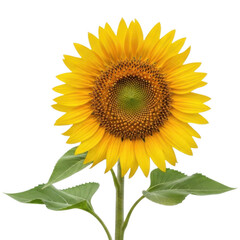 Obraz premium bright yellow sunflower with green leaves and stem isolated on transparent background in full bloom
