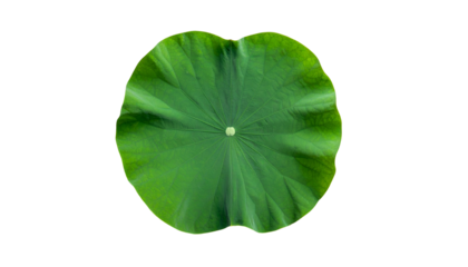 A vibrant, top-down view of a large, circular green lotus leaf on a stark black background